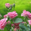 SAMEER