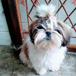 crazy shihtzu