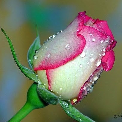 Mohd.Nadeem Gour