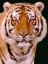 s murali mohan
